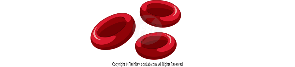 Red Blood Cells